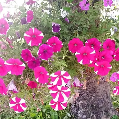 2 Et Salle De Bain Un Oasis De Bien Etre Piscine Et Jardin Direct Gare Aeroport Bed & Breakfast *